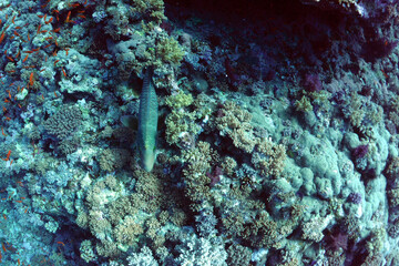 wreck - shipwreck) in scuba divers' slang - a type of dive in which a descent is made to sunken...