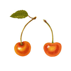 Watercolor cherry isolated on white background.