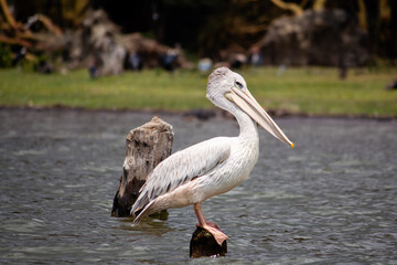 A pink-backed pelican standing on a post in Lake Naivasha, Kenya
