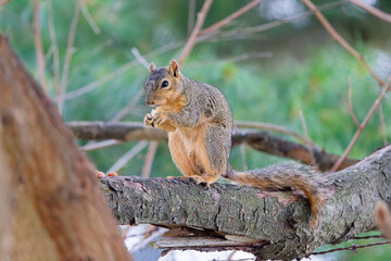 The fox squirrel (Sciurus niger), also known as the eastern fox squirrel or Bryant's fox squirre