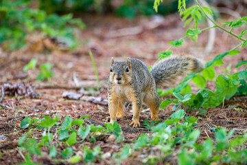 The fox squirrel (Sciurus niger), also known as the eastern fox squirrel or Bryant's fox squirre