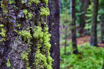 Lush Moss on Rugged Tree Bark in Dense Forest Close-Up