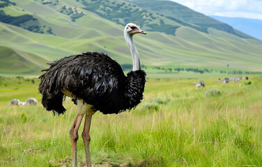 A majestic ostrich stands against a backdrop of mountains and green grass, its smooth feathers glistening in the sun. Close-up. Generative AI          .