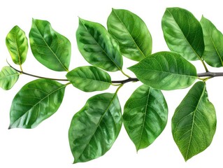Fototapeta premium green leaves isolated on white