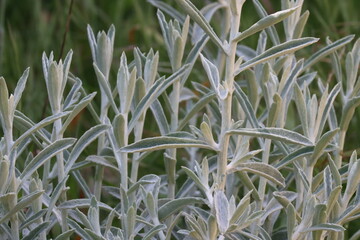Feltleaf Everlasting, Pseudognaphalium Microcephalum, an intriguing native gynomonoecious perennial herb displaying simple alternate oblanceolate leaves during Winter in the Santa Monica Mountains.