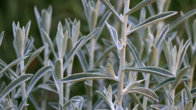 Feltleaf Everlasting, Pseudognaphalium Microcephalum, an intriguing native gynomonoecious perennial herb displaying simple alternate oblanceolate leaves during Winter in the Santa Monica Mountains.
