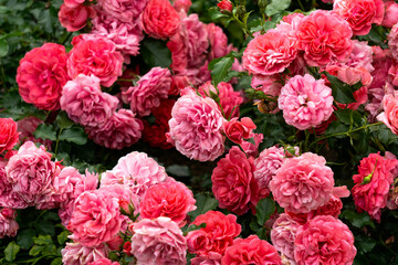 Red, pink roses bush in summer garden.