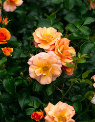 Orange roses bush in summer garden.
