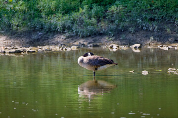 Canada goose (Branta canadensis) resting on the shallow water in the river
