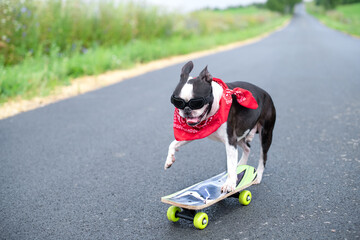 A cool happy guy, a Boston Terrier dog in black glasses and a scarf rides a skateboard down the mountain in the summer.