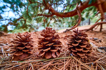 Pine Cones on Forest Floor Close-Up at Smith Rock State Park
