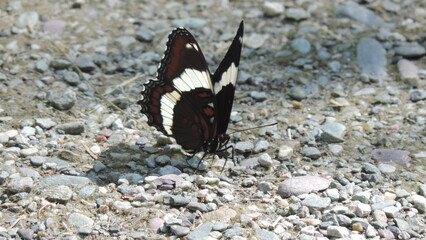 papillon 1