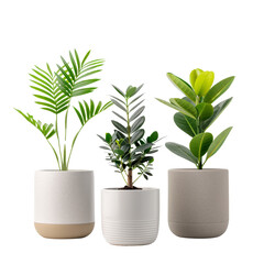 Three modern potted plants with unique leaves, arranged in stylish pots, perfect for home or office decor.