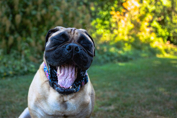 Obraz premium 2024-07-24 A CLOSE UP OF A LARGE FAWN COLORED BULLMASTIFF WITH ITS EYES CLOSED AND MOUTH OPEN MAKING A FUNNY FACE ON MERCER ISLAND WASHINGTON