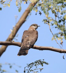 The common hawk-cuckoo (Hierococcyx varius), popularly known as the brainfever bird, is a medium-sized cuckoo resident in the Indian subcontinent.this photo was taken from Bangladesh.