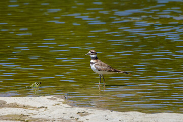 The killdeer (Charadrius vociferus)  The killdeer is a large plover found in the Americas.