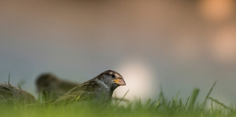 wrobelek  © Don