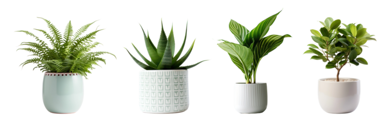 Potted houseplant png cut out element set