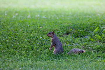 The fox squirrel (Sciurus niger), also known as the eastern fox squirrel or Bryant's fox squirre