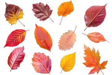Obraz premium A collection of variously colored leaves arranged on a white surface, great for representing nature's colors and designs