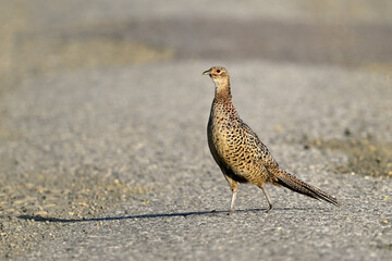 Fasan - Weibchen // Common pheasant - female (Phasianus colchicus)