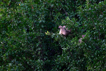 junge Fasane sitzen hoch in einem Busch // young pheasants sit high in a bush (Phasianus colchicus)