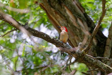 The red-bellied woodpecker - male.  Medium sized  American woodpecker.