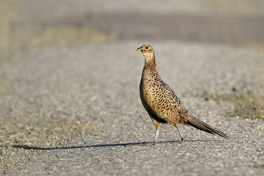 Fasan - Weibchen // Common pheasant - female (Phasianus colchicus)