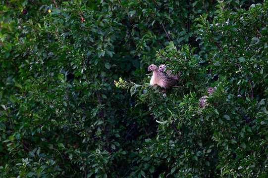 junge Fasane sitzen hoch in einem Busch // young pheasants sit high in a bush (Phasianus colchicus)