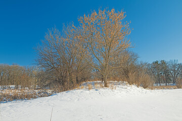 Stately Tree on a Little Hill in Winter