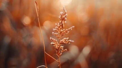 Fototapeta premium grass in the morning