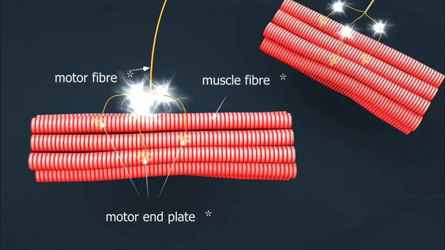 Muscles response in withdrawal reflex