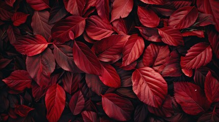 red leaves background