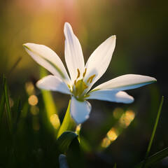 Fototapeta premium Star of Bethlehem, bach flower, Ornithogalum umbellatum field flower, sun, macro photography, Close-up, Nature, Therapy Flower