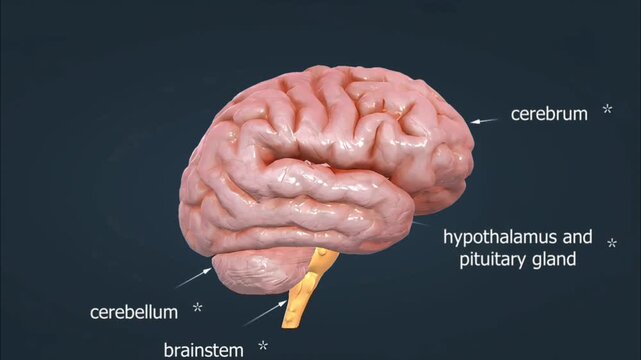 Parts of the brain