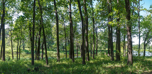 Panorama of the forest on a quiet sunny summer day.