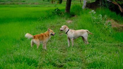 Two playful dogs interact in a vibrant green field, embodying joy and companionship in a peaceful outdoor setting.