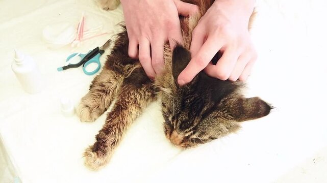 male veterinarian palpates the lymph nodes behind the ears of a Maine Coon cat, the cat likes the procedure and lies calmly, top view