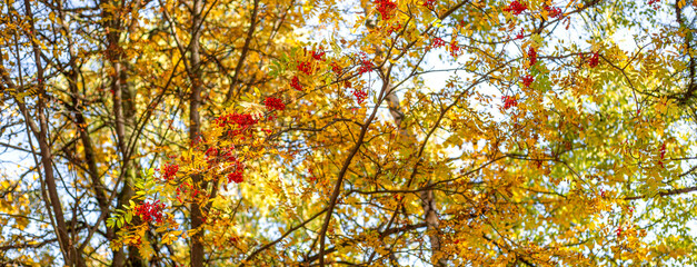 Fall banner with yellow foliage and rowan berries