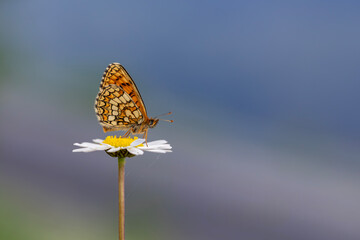 red butterfly on daisy, Transcaucasian fritillary, Melitaea caucasogenita