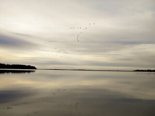 Migrating Canadian geese over bay