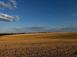 field of wheat