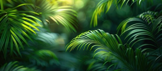 close focus on leaves of exotic plants growing in shadow