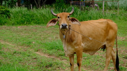 Fototapeta premium A serene rural scene featuring a brown cow grazing in a lush green field, showcasing the beauty of farm life.