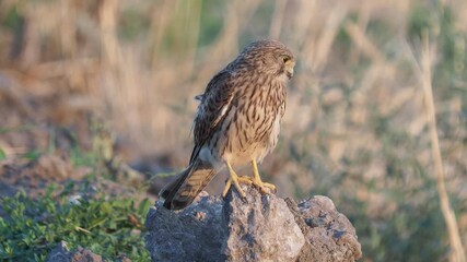 The European common kestrel female on a rock, Falco tinnunculus