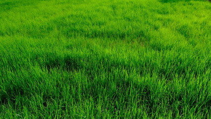 Obraz premium Lush green grass rice field featuring vibrant blades. Perfect for nature and outdoor themes, symbolizing growth and tranquility.