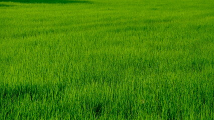 Lush green grass rice field under a clear blue sky, perfect for nature lovers and outdoor enthusiasts seeking tranquility.