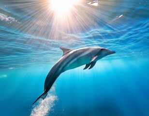 Obraz premium Schwimmender Delfin im Sonnenlicht - Magische Unterwasserszene 