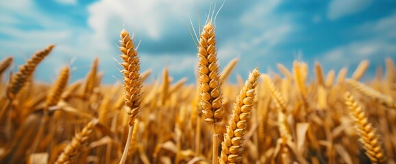 A Harvest On A Cornfield Represents Abundance And Effort