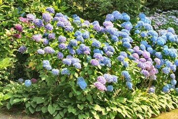blue and white flowers hydrangeas